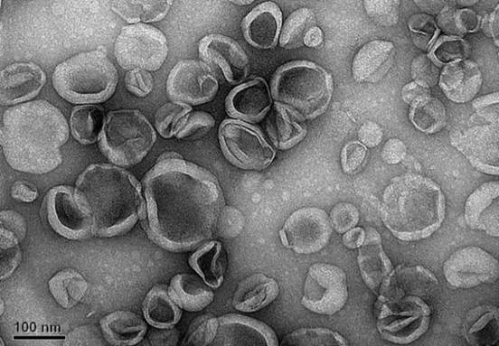 Bio_Liposome_03.png