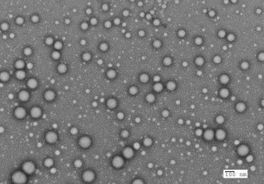 Bio_PLGA-02