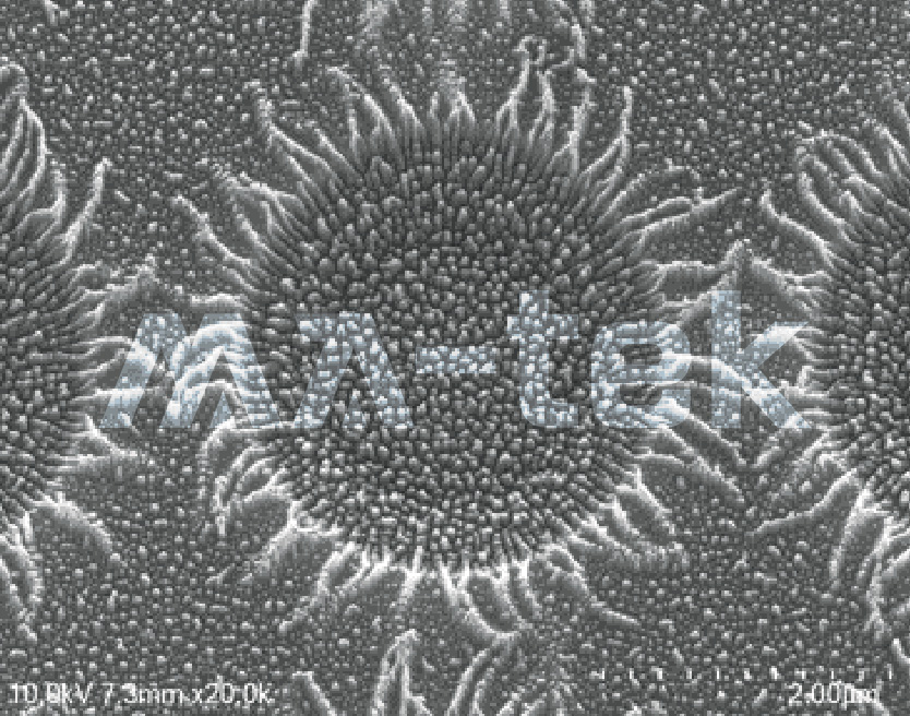 01-Sunflower_400px 01-Sunflower_400px