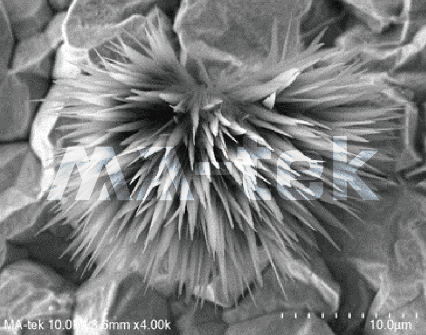 02-Actinia_400px 02-Actinia_400px